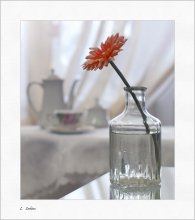 Mit Gerbera / ...................