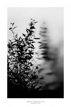 [ Surreal Reflection ] / ***