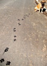 TRACES / ***