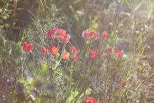In the rays of the sun. / ***