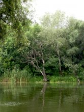 rivulet / ...