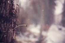 Die Trauben im Winter / *****