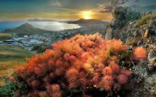 Here sumac burning fire flower ... / ***