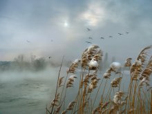 Flying birds in the milk ... / ***