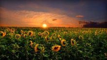 One soldier in the field / ***