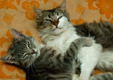 Brothers / ***
