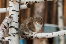 Spring cat. / ***