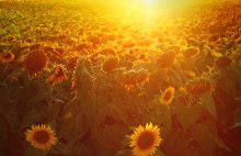 Sunflower Valley / ***