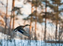 Spring duck. / ***