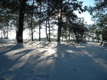 im Winterwald / ***
