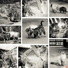 The March story / ***