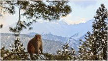 Monkey Hill / India, Gulmarg