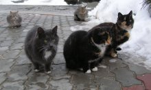 Cats / ***
