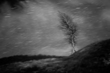 The first snow storm / ***