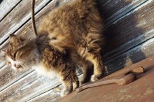 killer cat / 2012