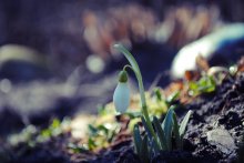 Snowdrop / ***