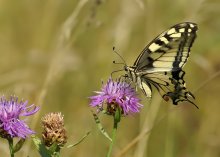 Swallowtail / ***
