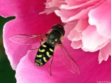 Fly-zhurchalka / ***
