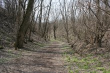 Spring comes / ***