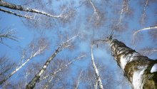 First to the sky / ***