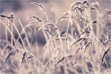 Spring Dream ........... ......... / [img]http://s.qip.ru/3049Bxj.jpg[/img]
[img]http://s.qip.ru/1049Bxl.jpg[/img]
