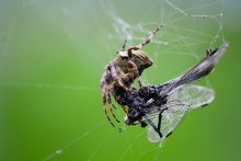 Paukan and strekozets / ***