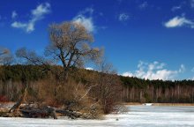 Early spring (3) / ***