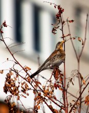 Bird flew into the city. / ***