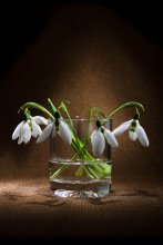 Snowdrops / ----------