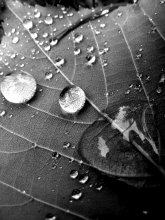 drops. / summer drops.