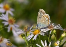 Copper-butterfly / ***