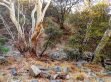 in Madera Canyon .. 2 / ***