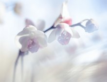Orchidea / ***