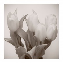 calm beauty / ***