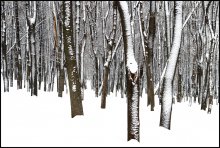 Winter-Neskuchniy / ***