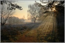 Frosty Morning / ***