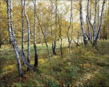 Country *** birch calico. / ***