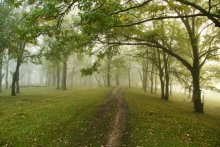 Summer in the woods / ***