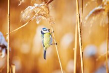 Bird / bird