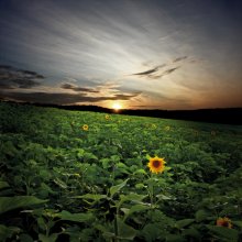 Wrong Sonnenblumen / ***