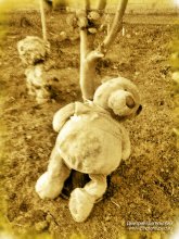 Bear threw the hostess ... / ***