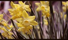 Daffodils / ***