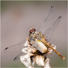 With variable geometry wing ... / ***