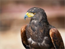 Falcon!, But the look of the Eagle. / ***