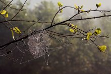 "Gossamer" / ***