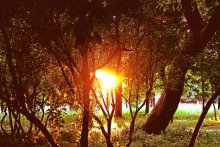 Dawn / ***