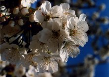 Spring / ***