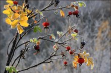 "Rosehip" / ***