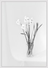 Narcissuses / * * *