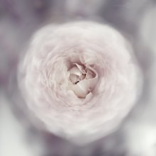  / Ranunculus